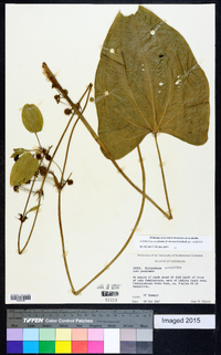 Echinodorus cordifolius image