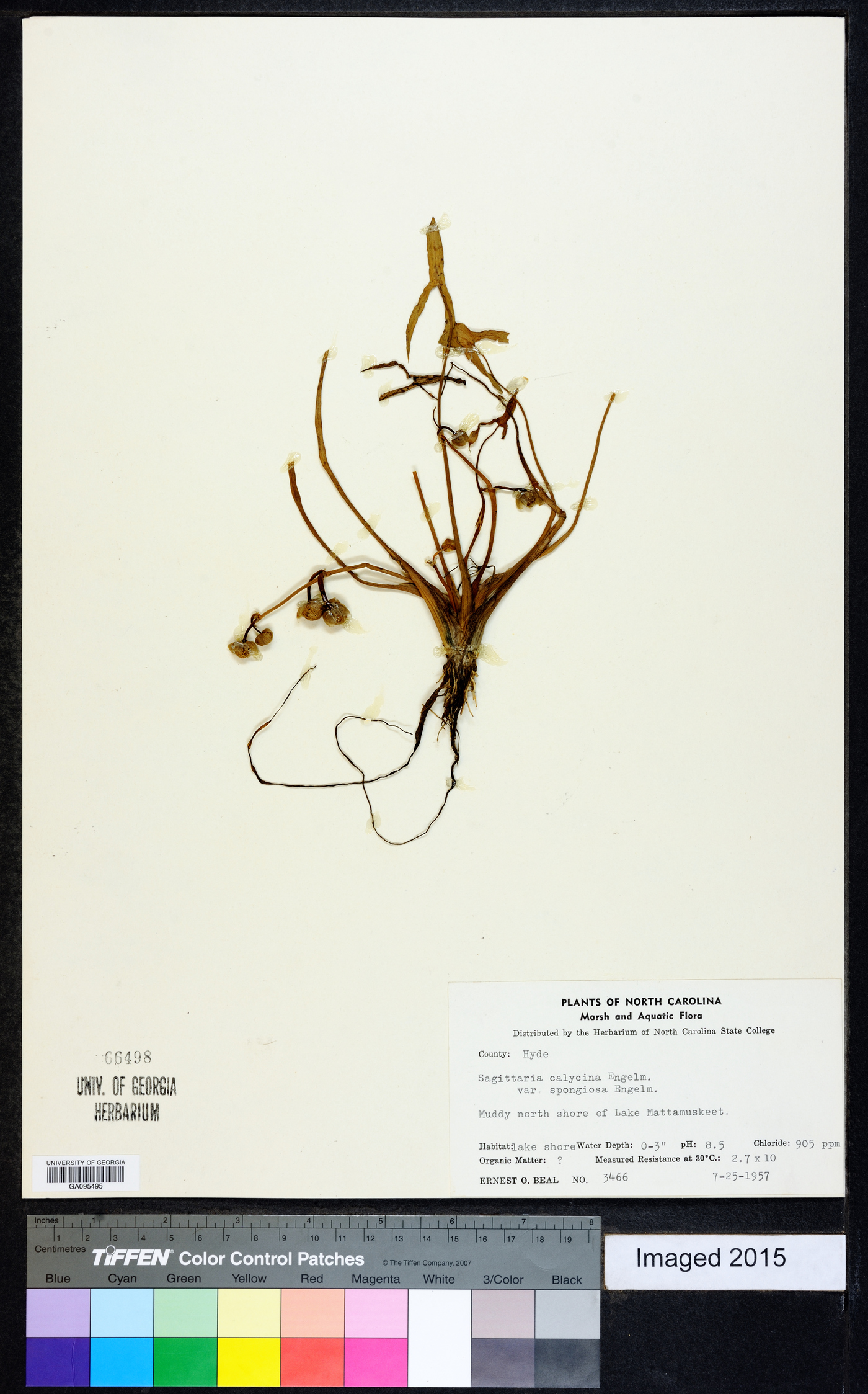 Sagittaria montevidensis subsp. spongiosa image