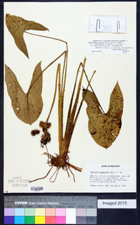 Sagittaria australis image