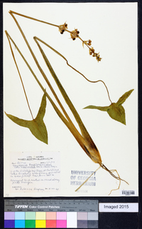 Sagittaria engelmanniana image