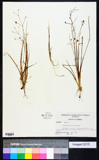 Sagittaria graminea image