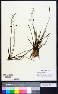 Sagittaria graminea image