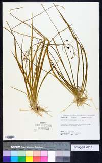 Sagittaria isoetiformis image