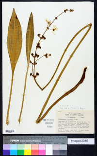 Sagittaria lancifolia subsp. media image