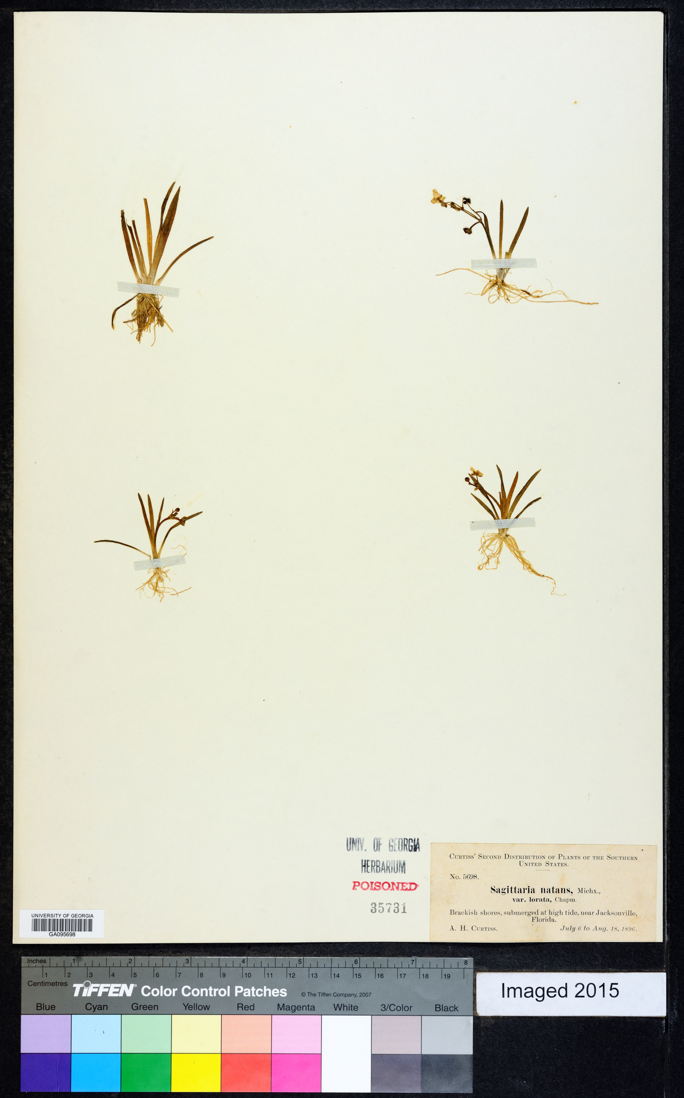 Sagittaria natans image