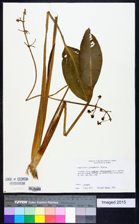 Sagittaria platyphylla image