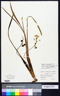 Sagittaria platyphylla image