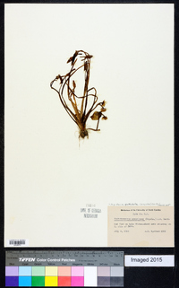 Sagittaria spathulata image