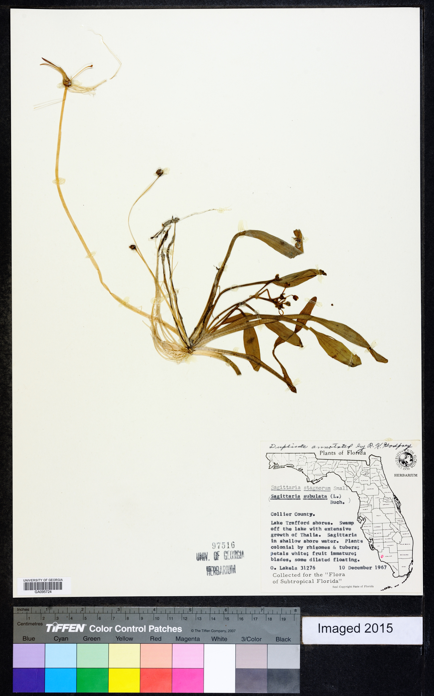 Sagittaria stagnorum image