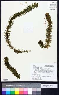 Elodea densa image