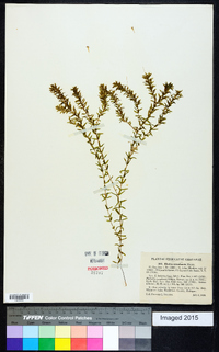 Elodea canadensis image