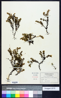 Elodea canadensis image