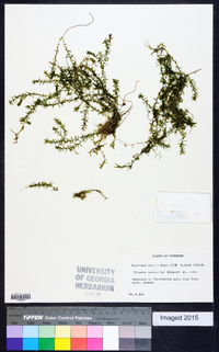 Elodea nuttallii image