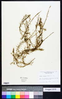 Elodea nuttallii image