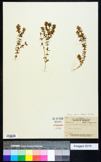 Elodea nuttallii image