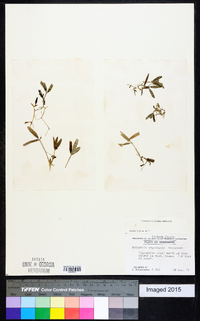 Halophila engelmannii image
