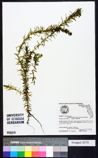 Hydrilla verticillata image