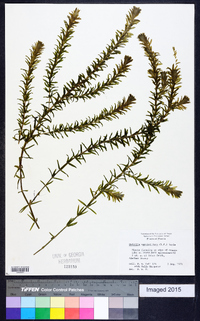 Hydrilla verticillata image