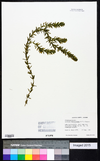 Hydrilla verticillata image