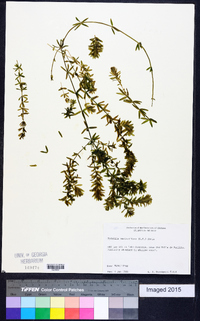 Hydrilla verticillata image