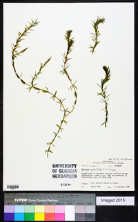 Hydrilla verticillata image