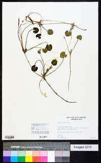 Hydrocharis morsus-ranae image