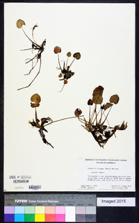 Limnobium spongia image