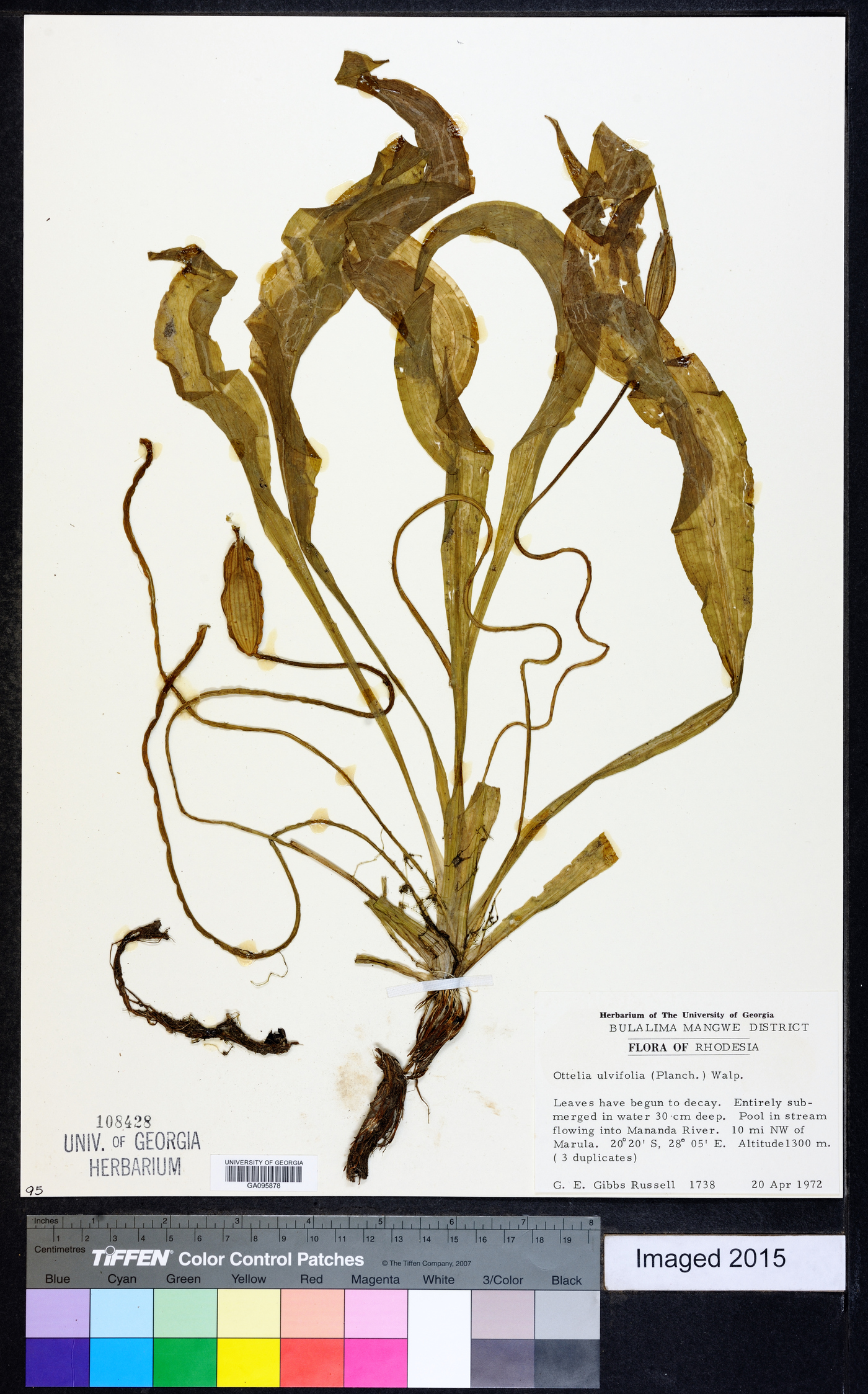 Ottelia ulvifolia image