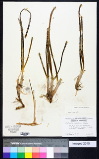 Thalassia testudinum image