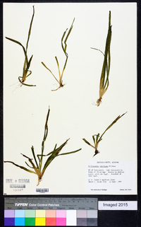 Vallisneria americana image