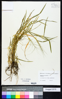 Aegilops columnaris image