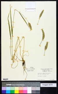 Agropyron cristatum image