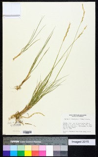 Elymus lanceolatus subsp. lanceolatus image