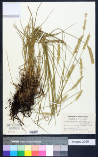 Agropyron cristatum image