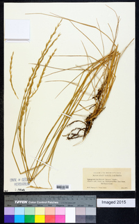 Elymus trachycaulus subsp. trachycaulus image