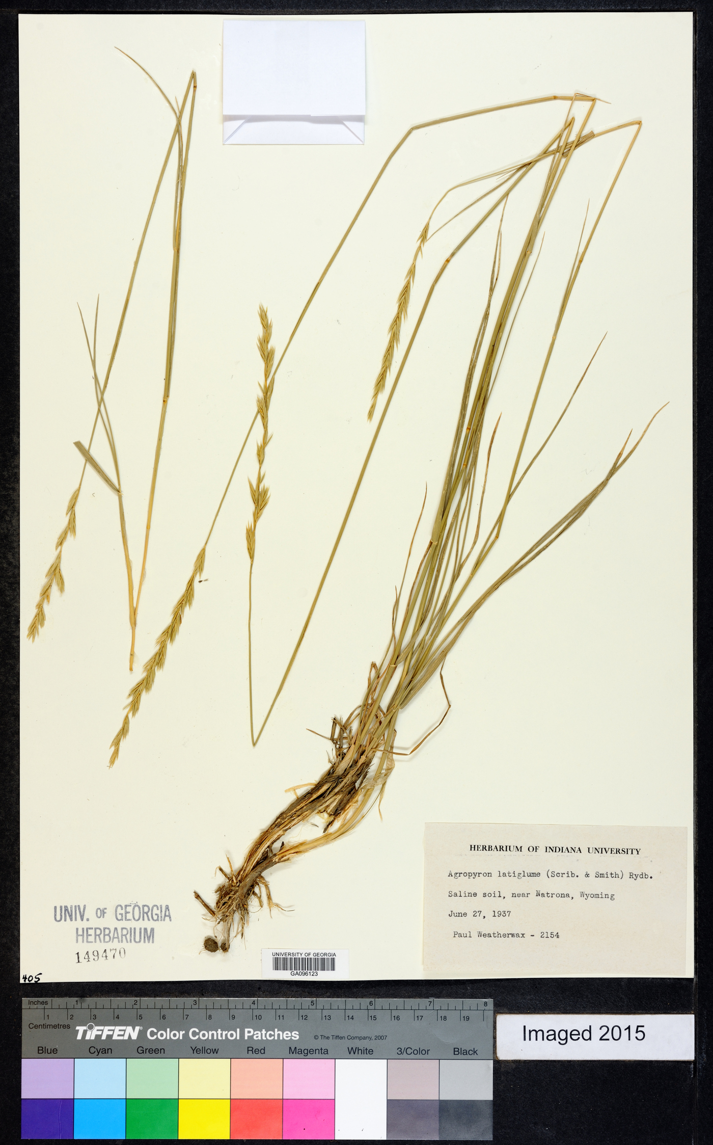 Elymus alaskanus subsp. latiglumis image