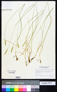 Agropyron pectiniforme image