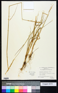 Elymus x pseudorepens image