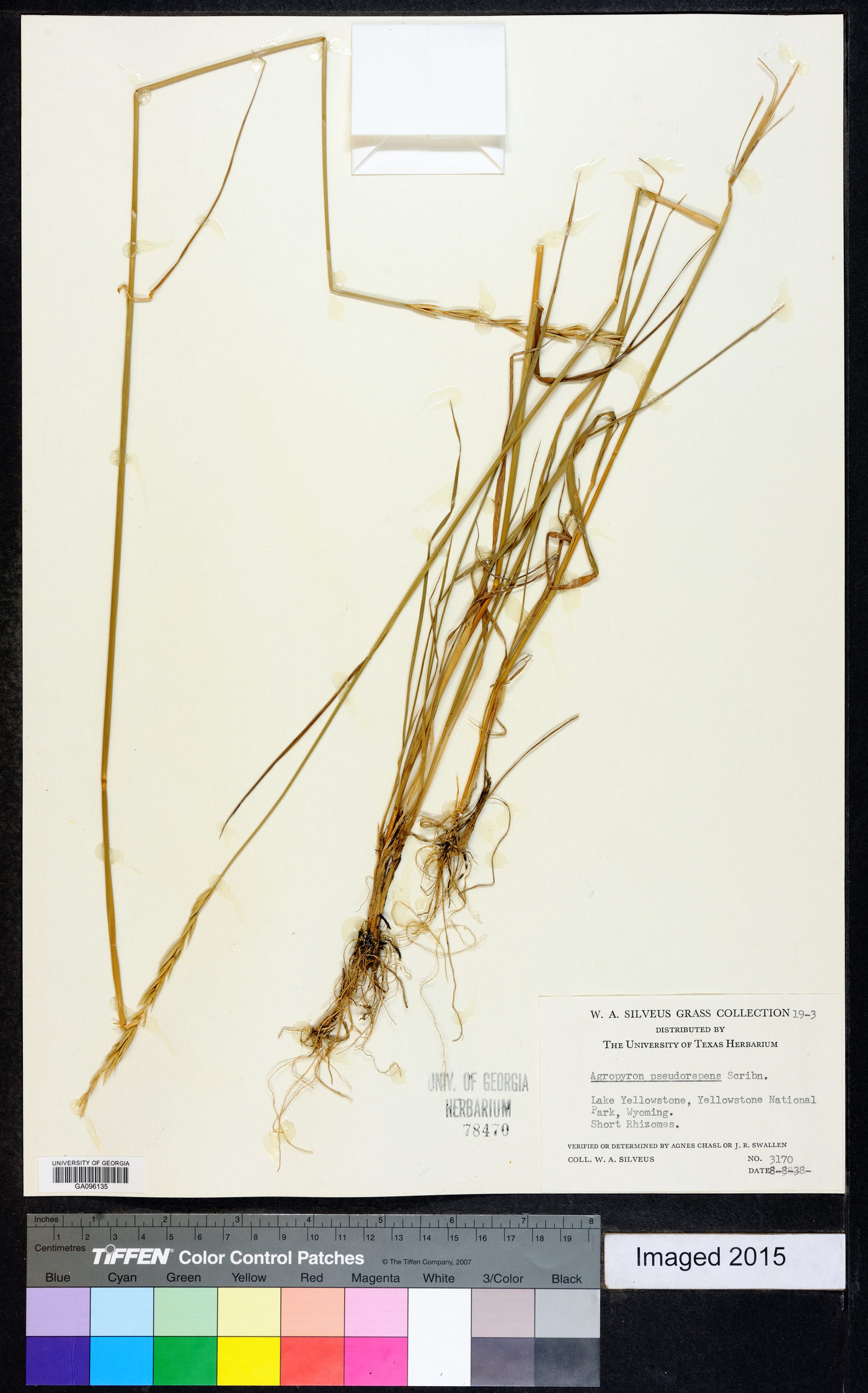 Elymus x pseudorepens image