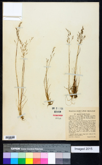 Agrostis borealis image