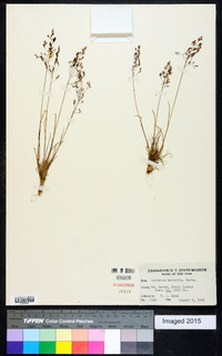 Agrostis borealis image