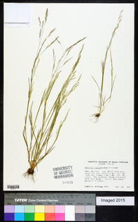 Agrostis elliottiana image