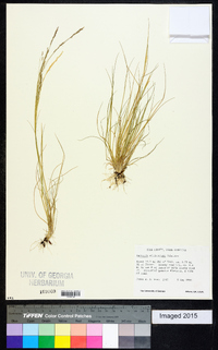 Agrostis elliottiana image