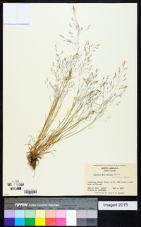 Agrostis elliottiana image