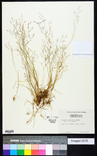 Agrostis elliottiana image