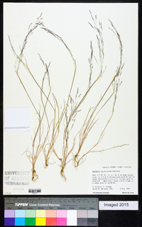 Agrostis elliottiana image