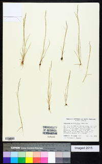 Agrostis elliottiana image