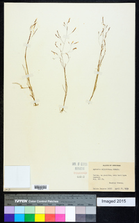 Agrostis elliottiana image