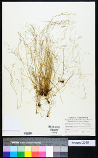 Agrostis elliottiana image