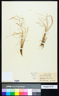 Agrostis elliottiana image